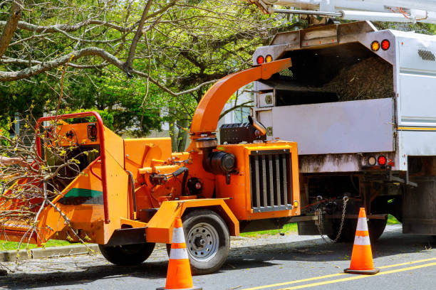 Best Tree Mulching  in Westchester, FL